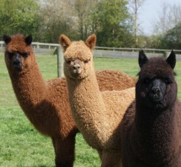 Elite brown, fawn and black weanlings
