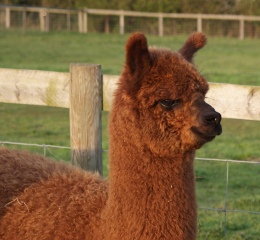 Willowbrook Mustang - sire 'Snowmass Sizlin Hot'