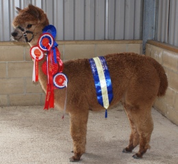 Willowbrook Sizlin's Secret Serenity - Champion Brown Fleece National 2014