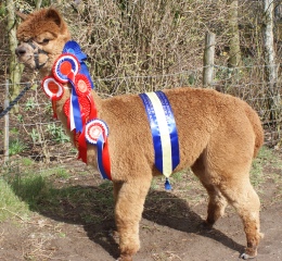 Willowbrook Sizlin's Secret Serenity - Champion Brown Fleece National 2014