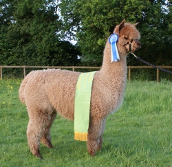 Willowbrook Tooty Frooty - Reserve Champion Fawn Female