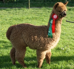 Willowbrook Sizlin's Secret Serenity - Reserve Champion Brown Female