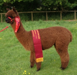 Willowbrook Treacle - Reserve Champion Brown Female 