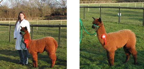 Willowbrook Chocolate - 1st Junior Brown Female BAS Spring Show 29th/30th March 2008 - bred by Willowbrook Alpacas