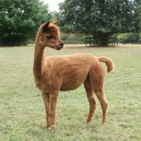 Valley Alpacas Gold Sovereign