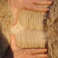 Willowbrook Flossy Fleece