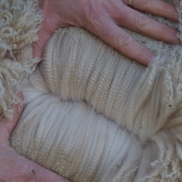 Willowbrook Flossy Fleece