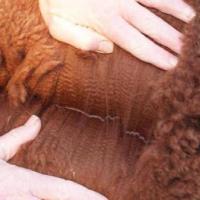 Willowbrook Alpacas High Five - Fleece