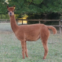 Valley Alpacas Gold Sovereign