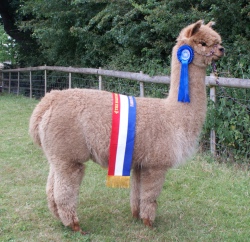 Willowbrook Bucks Fizz - bred by Willowbrook Alpacas