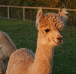 Willowbrook Heavenly Hot - bred by Willowbrook Alpacas