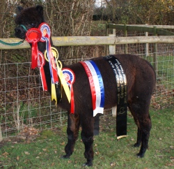 Willowbrook Mimi - bred by Willowbrook Alpacas