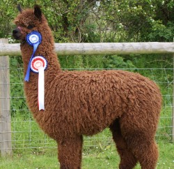 Willowbrook Revelation - bred by Willowbrook Alpacas