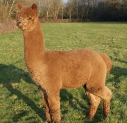 Willowbrook Thunderbolt - bred by Willowbrook Alpacas