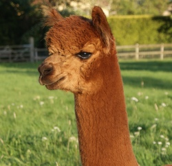 Willowbrook Commander - bred by Willowbrook Alpacas