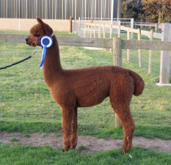 Willowbrook Crusader - bred by Willowbrook Alpacas