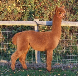 Willowbrook Commander - bred by Willowbrook Alpacas