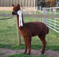 Willowbrook Mustang - bred by Willowbrook Alpacas