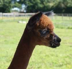 Willowbrook Poppy - bred by Willowbrook Alpacas