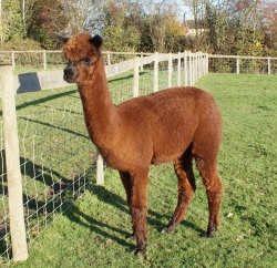 Willowbrook Poppy - bred by Willowbrook Alpacas