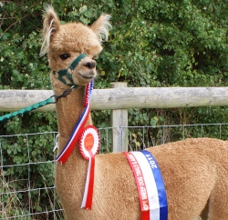 Willowbrook Fleur - bred by Willowbrook Alpacas