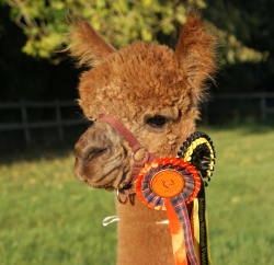 Willowbrook Thunderbolt - bred by Willowbrook Alpacas