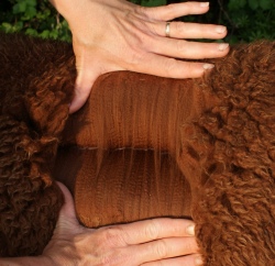 Treacle's beautiful fleece!