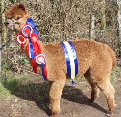 Willowbrook Sizlin's Secret Serenity - bred by Willowbrook Alpacas