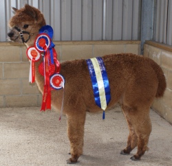 Willowbrook Sizlin's Secret Serenity - bred by Willowbrook Alpacas