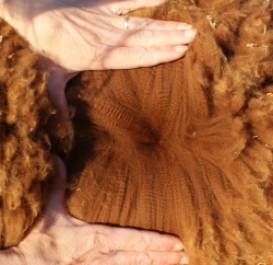 Truffle's fantastic fleece!